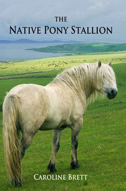The Native Pony Stallion