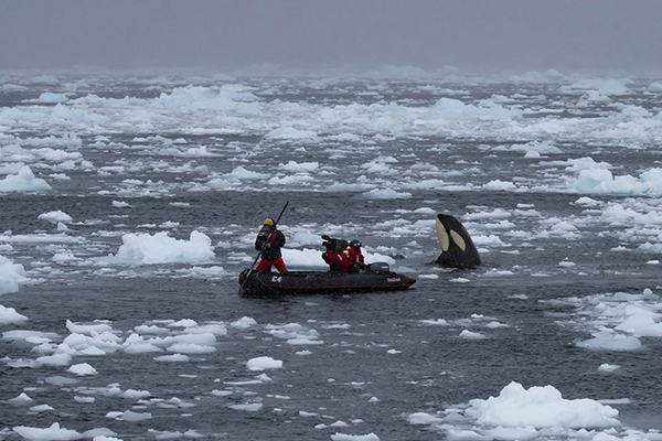 Bertie Gregory films an orca in Antarctica