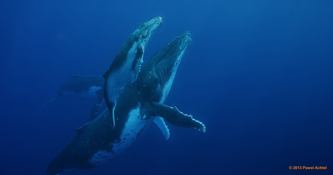 Pawel Achtel - Worlds Sharpest Whales
