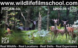 Wildlife Film School